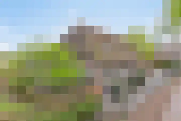 Achterste Erm 1 Erm thumbnail 77
