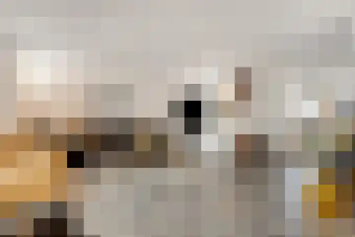 Achterste Weide 30 Duiven thumbnail 11