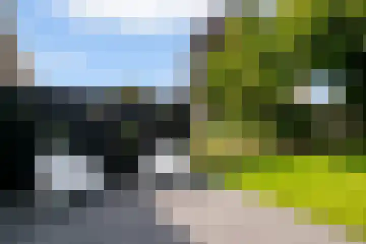 Achterste Weide 64 Duiven thumbnail 19