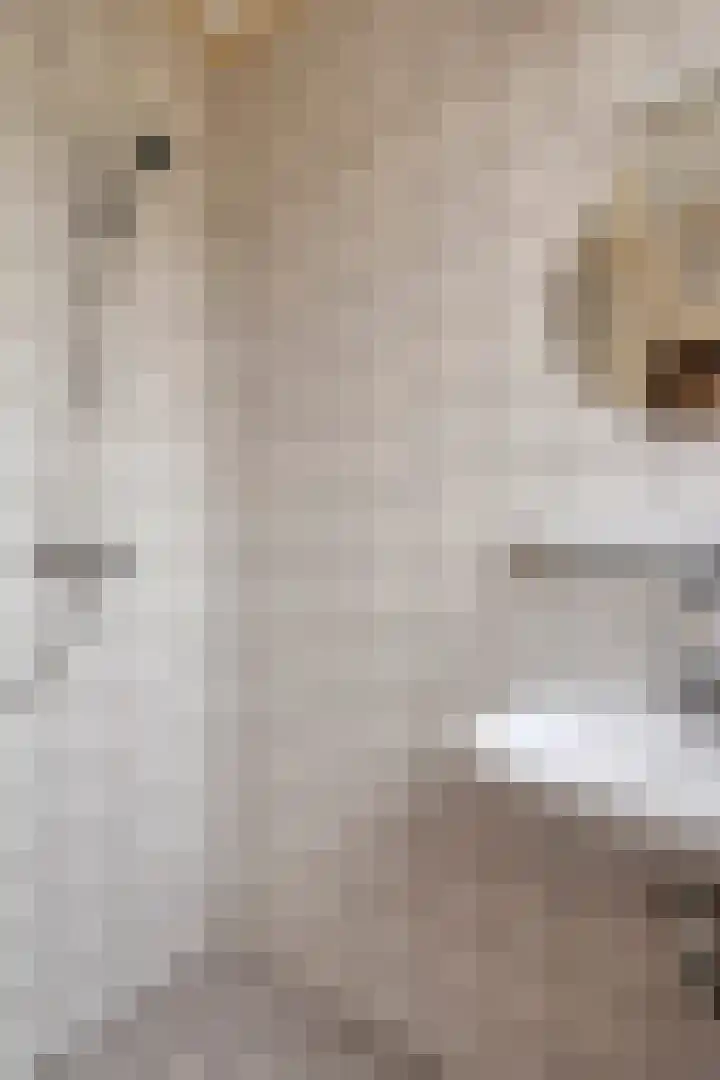Achterweg 26 Melissant thumbnail 15