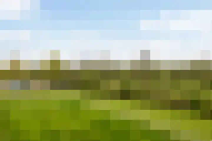 Achterwei 7 Damwâld thumbnail 47