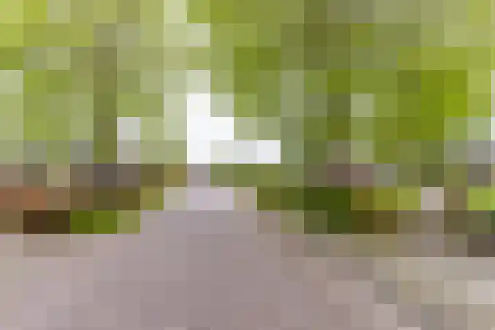 Achterwei 8 Sumar thumbnail 5