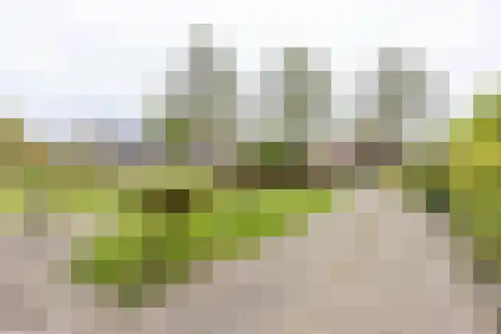 Achterwei 8 Sumar thumbnail 9