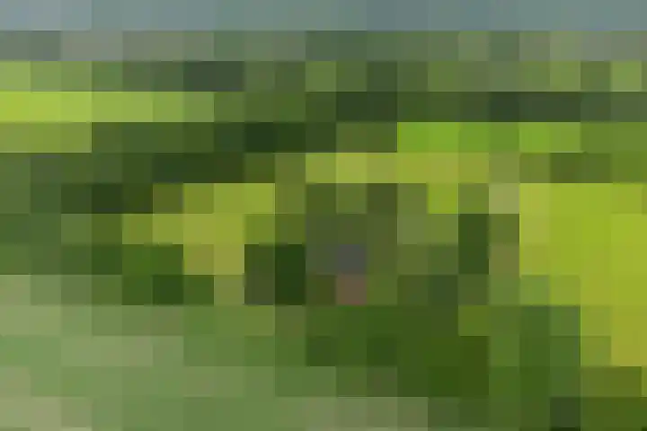 Achterwei 9 Wâlterswâld