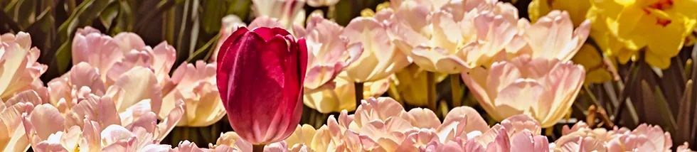 Team foto van Adelmar Makelaardij