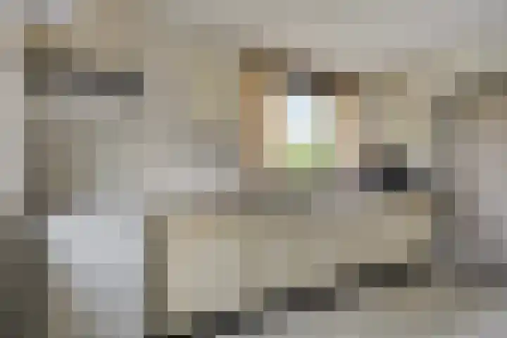 Agathalaan 4 Wouw thumbnail 14