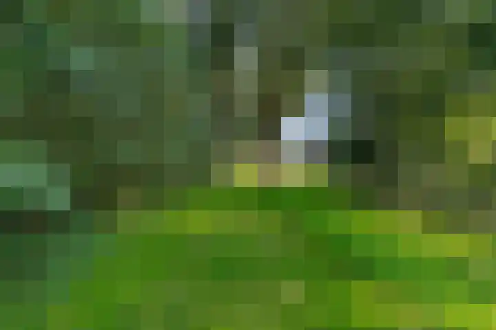Aggemastate 188 Leeuwarden thumbnail 54