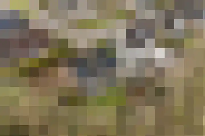 Akasiahôf 24 Stiens thumbnail 51