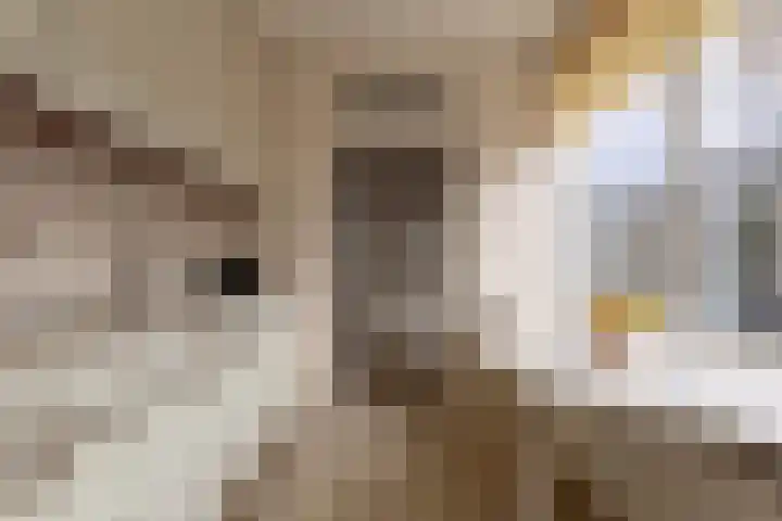 Akelei 25 Borne thumbnail 12