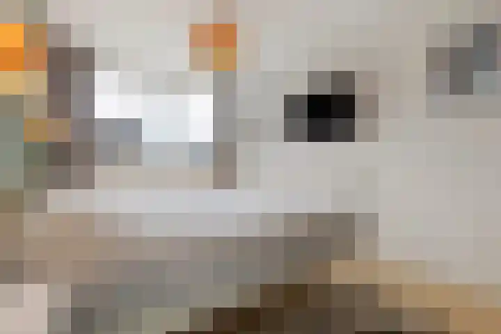 Akkerwinde 58 Venlo thumbnail 27