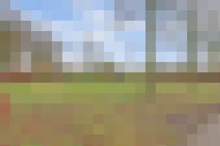 Akkerwinde 79 Best thumbnail 38