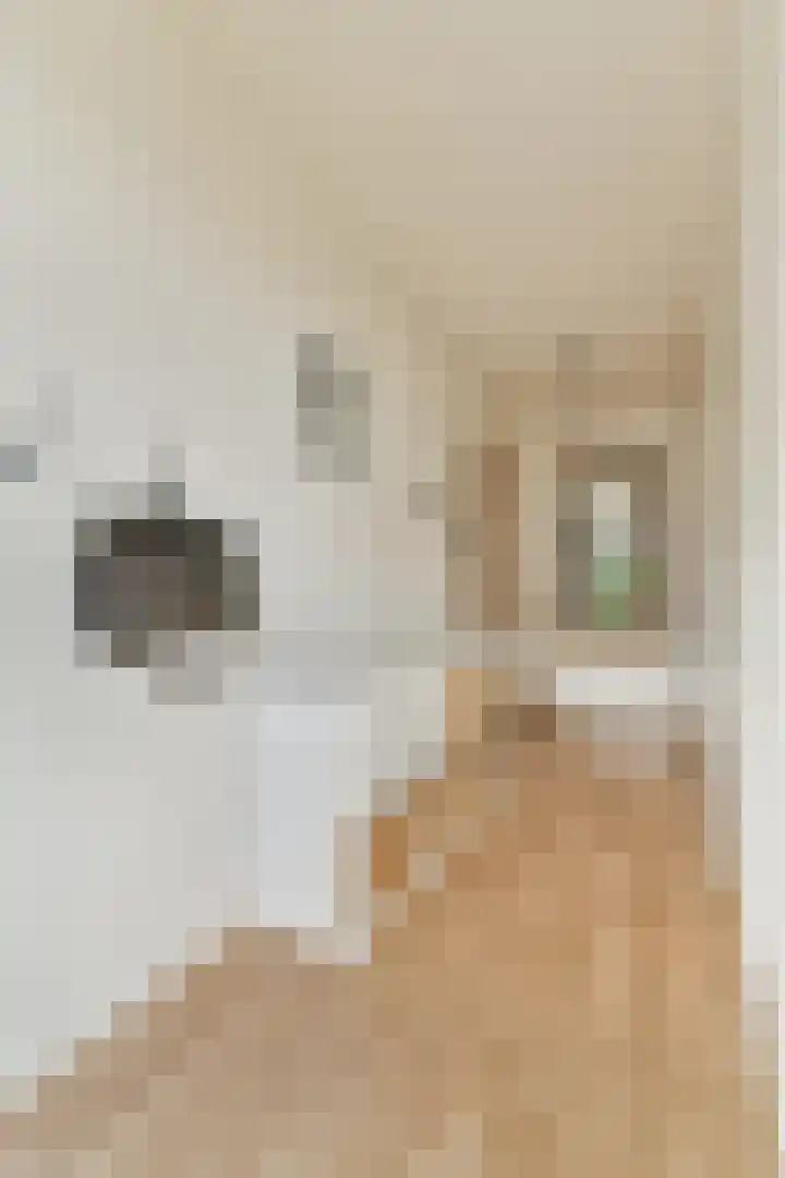 Albatrospad 141 Amsterdam thumbnail 8