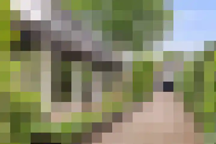 Albertlaan 8 Nunspeet thumbnail 4