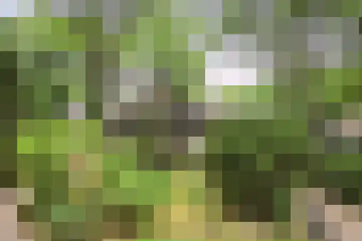 Albertlaan 8 Nunspeet thumbnail 40