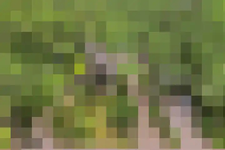 Albertlaan 8 Nunspeet thumbnail 41