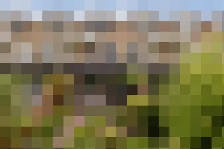 Albrechtsveld 52 Gouda thumbnail 4