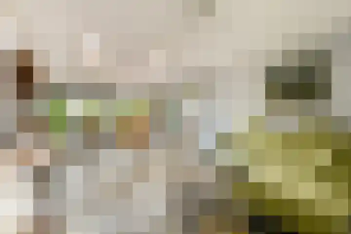 Albrechtsveld 52 Gouda thumbnail 6