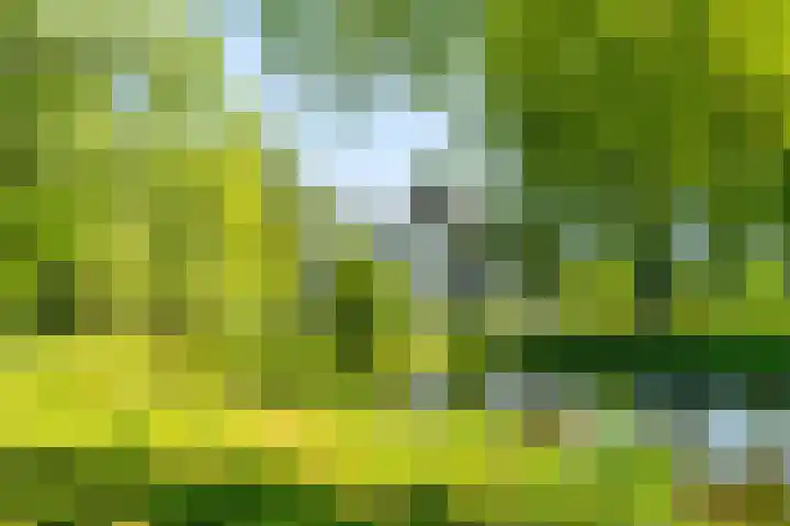 Alferbos 188 Zoetermeer thumbnail 48