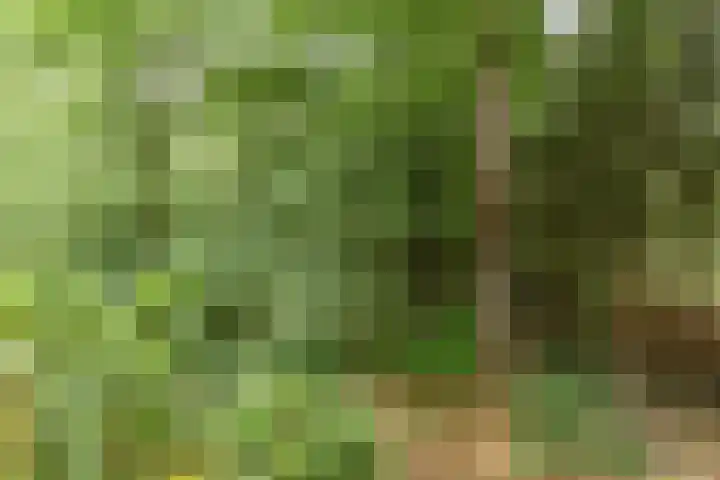Almenseweg 6 Warnsveld thumbnail 61
