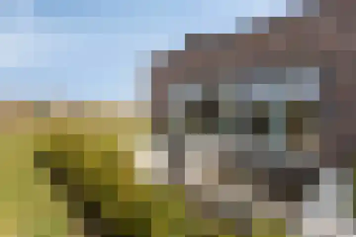 Alst 1 c Ewijk thumbnail 25