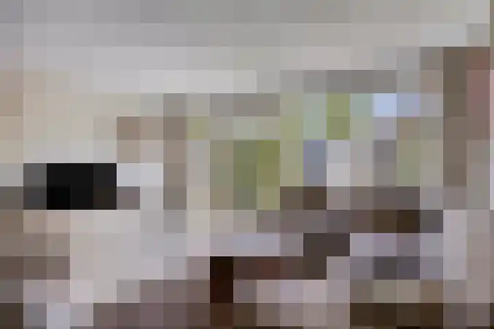 Alver 13 Bodegraven thumbnail 9