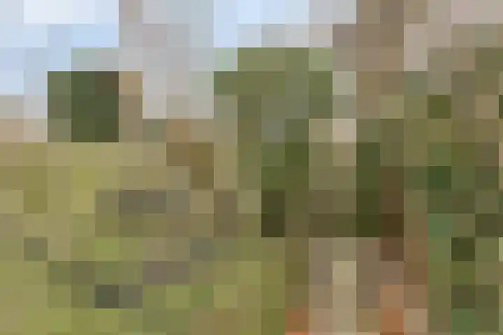 Amaryllisstraat 4 Steenbergen thumbnail 36