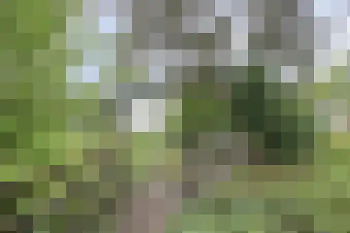 Amathasstraat 2 Sint Anthonis thumbnail 24