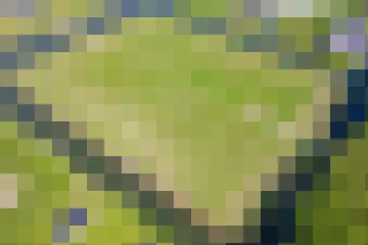 Ambachtsheerenlaan 5 A Numansdorp thumbnail 8