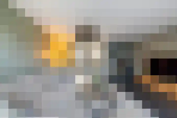Amer 82 Brielle thumbnail 14