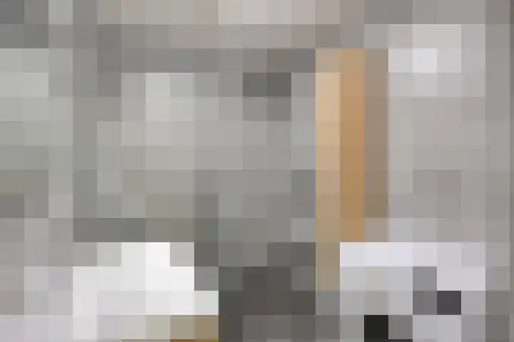 Amer 98 Brielle thumbnail 4