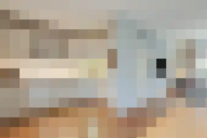 Angeroyen 6 Loo Gld thumbnail 18