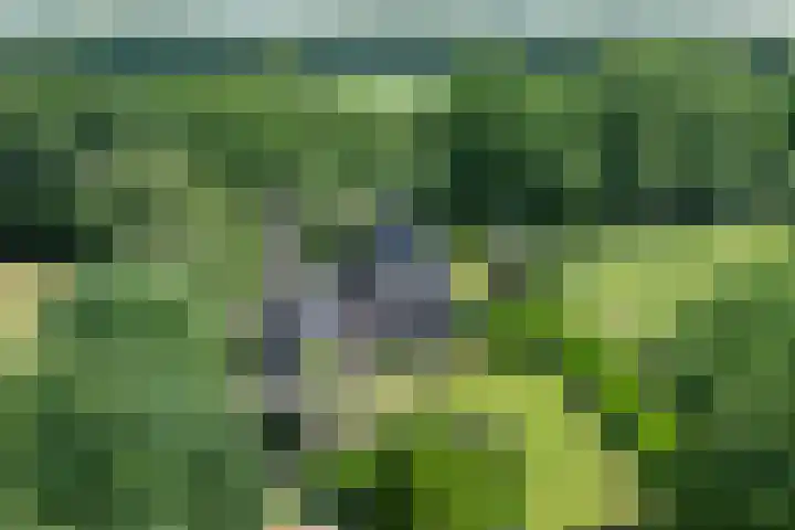 Anholt 3 Ruinen thumbnail 68