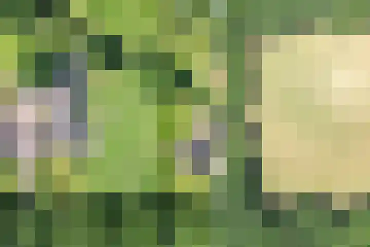 Anholt 3 Ruinen thumbnail 69