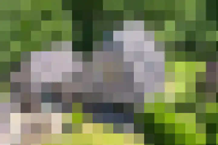 Anholt 3 Ruinen thumbnail 7