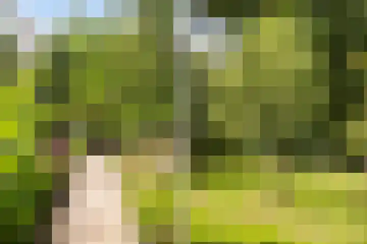 Ankummer Es 1 Dalfsen thumbnail 5