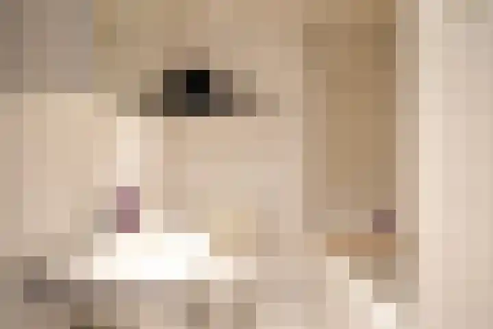 Antoniusstraat 28 Geleen thumbnail 21