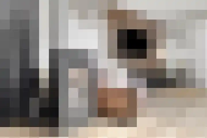 Antwerpsestraat 51 A Made thumbnail 7