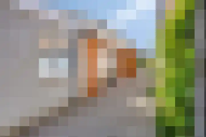 Antwerpsestraat 85 Putte thumbnail 4