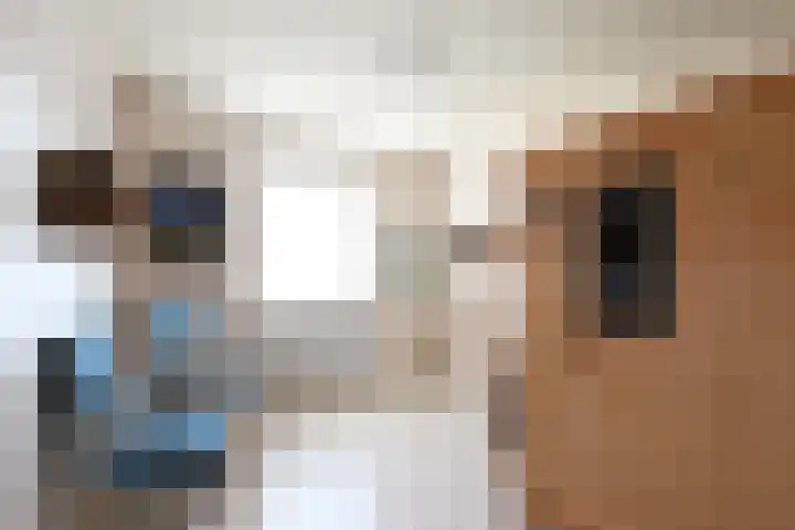 Apollostraat 12 Heel thumbnail 21