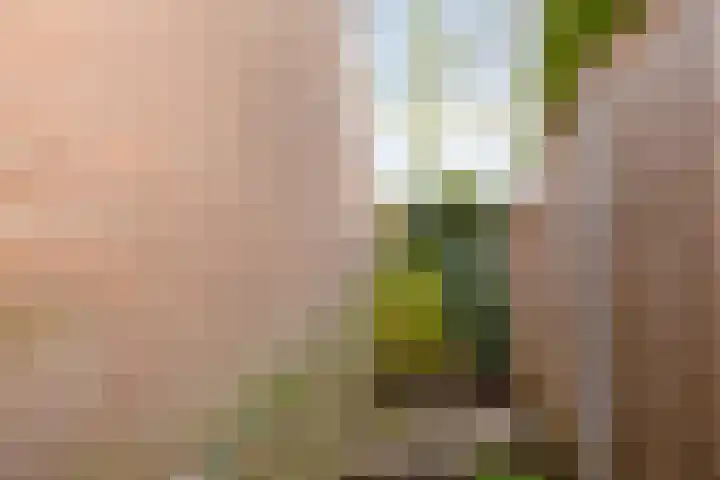 Appeldijk 36 Deurne thumbnail 29