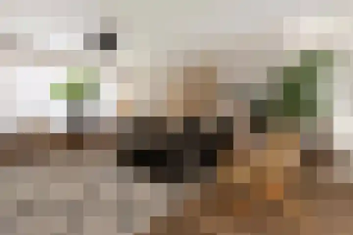 Appellaan 14 Bunde thumbnail 7