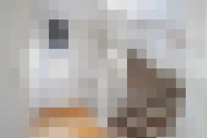 Aquarius 20 Born thumbnail 19