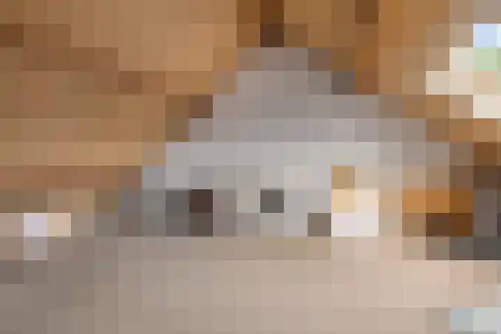 Aragorn 61 Geldrop thumbnail 20