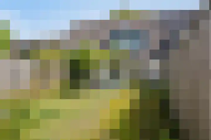 Arendschelling 35 Dronten thumbnail 29