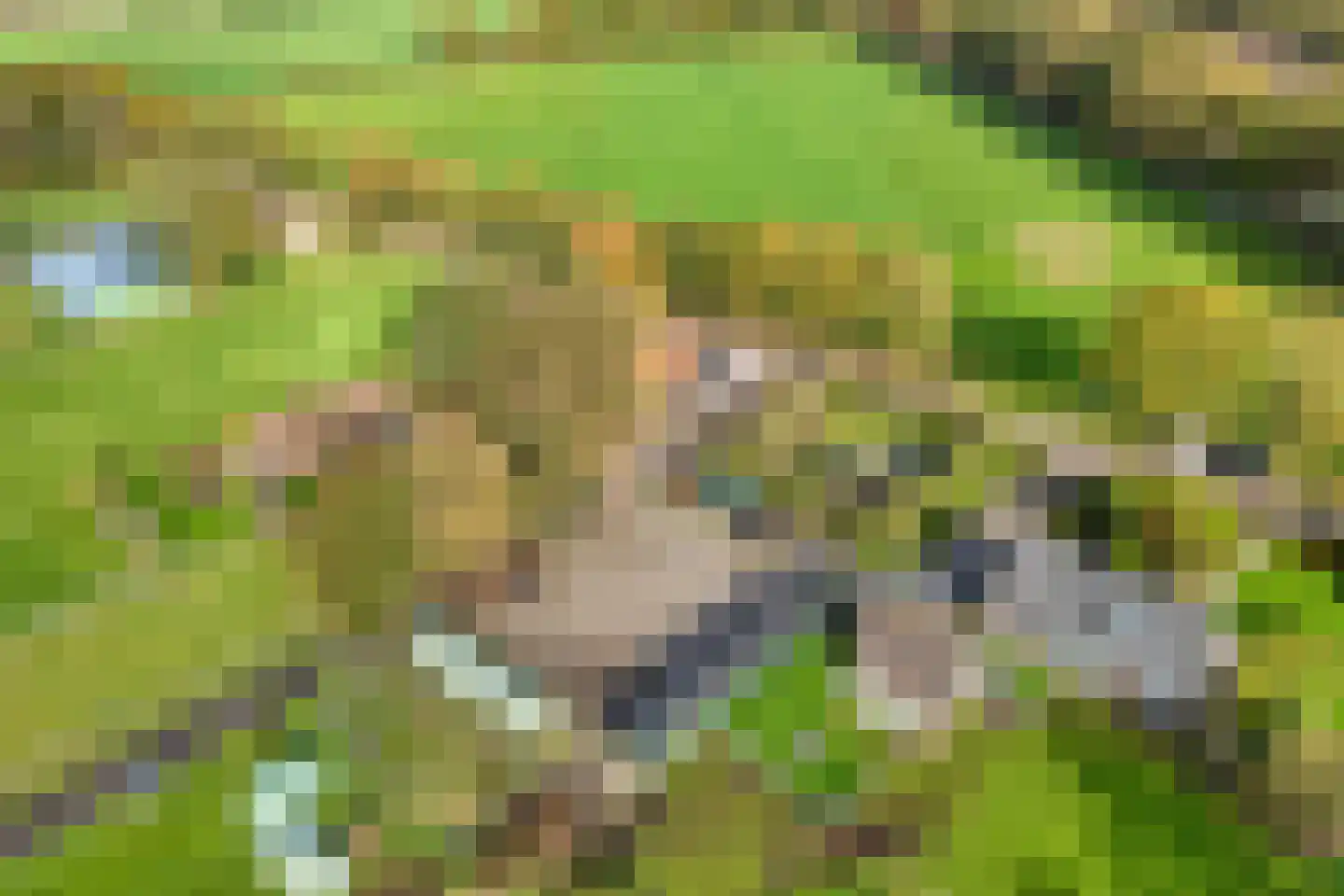 Armweide 5 Ruinen thumbnail 8
