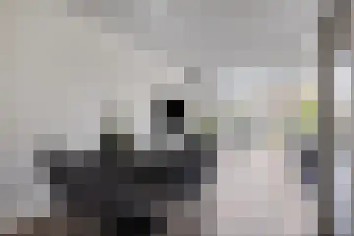 Aronskelk 19 Cuijk thumbnail 15