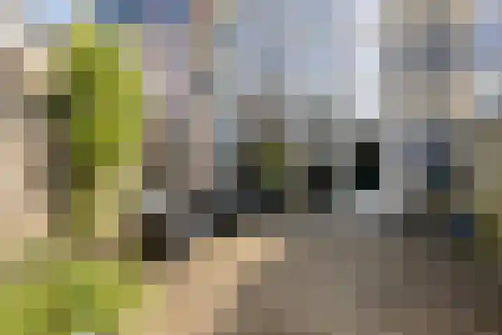 Aronskelk 19 Cuijk thumbnail 41