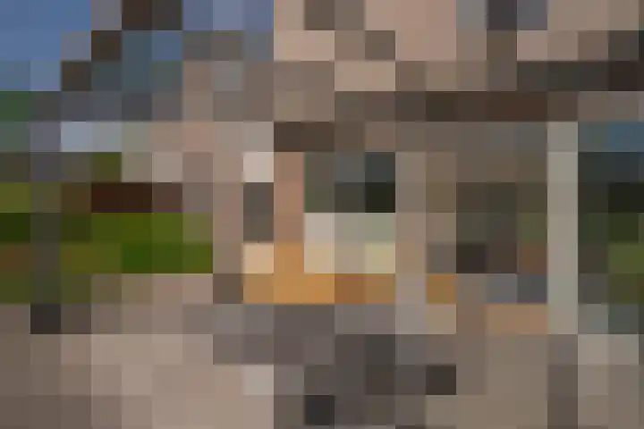 Aronskelk 67 Elsloo thumbnail 30