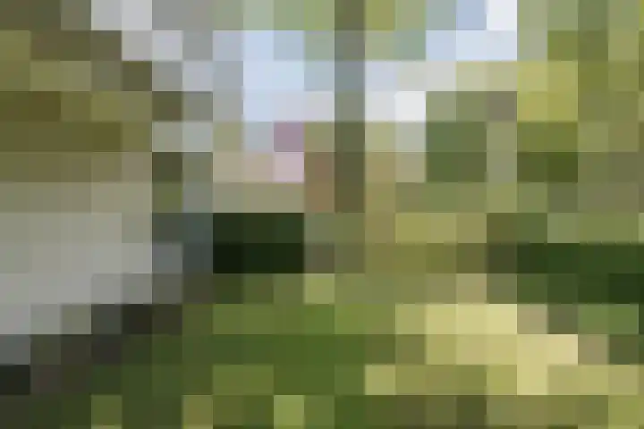 Atalanta 58 Rijen thumbnail 35