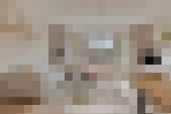 Atalanta 73 Deventer thumbnail 5